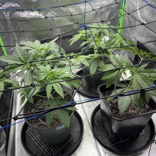 #17 Monster Bud Kush. Week 5 - 6/05
