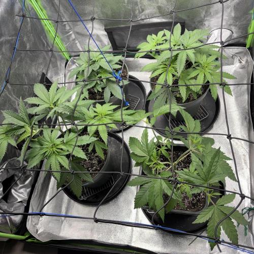 #17 Monster Bud Kush. Week 5 - 6/05