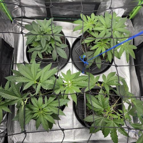 #17 Monster Bud Kush. Week 5 - 6/05