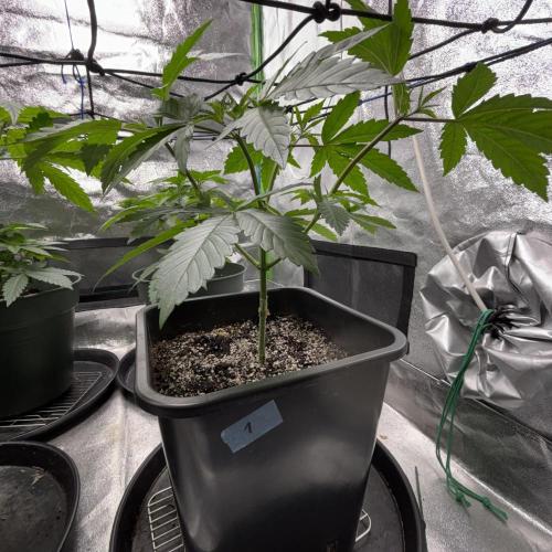 #17 Monster Bud Kush. Week 5 - No 1