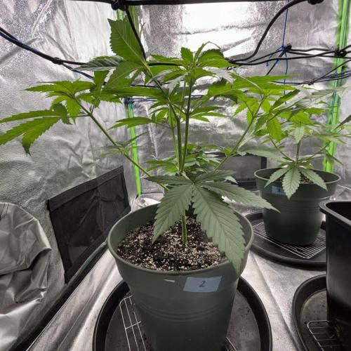 #17 Monster Bud Kush. Week 5 - No 2