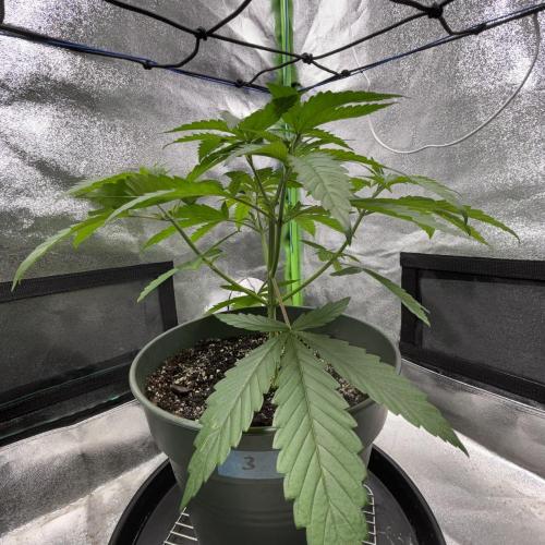 #17 Monster Bud Kush. Week 5 - No 3