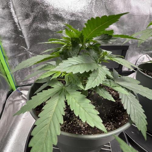 #17 Monster Bud Kush. Week 5 - No 3