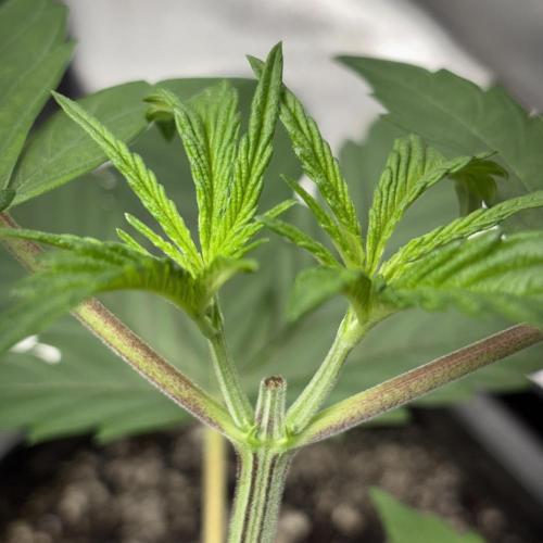 #17 Monster Bud Kush. Week 5 - Topped