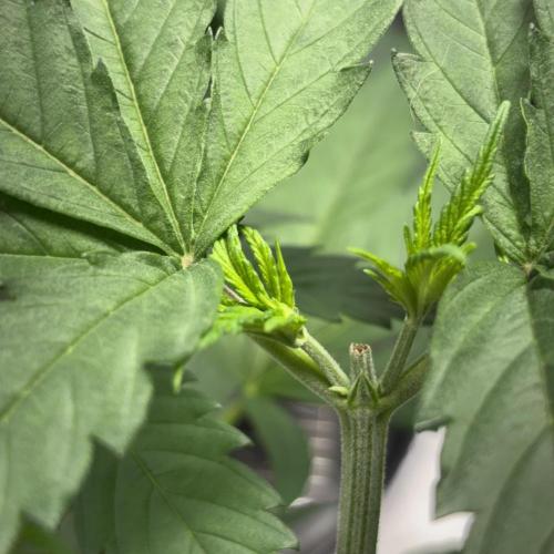 #17 Monster Bud Kush. Week 5