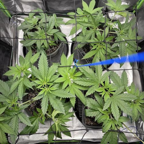 #17 Monster Bud Kush. Week 5 - 8/05