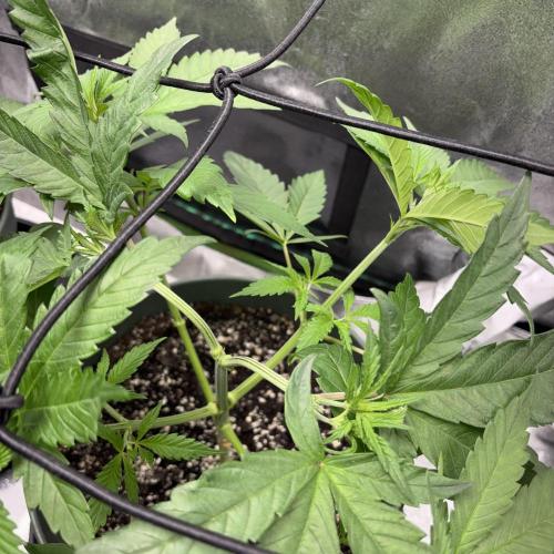 #17 Monster Bud Kush. Week 5 - 8/05