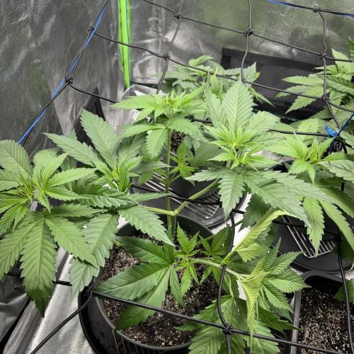 #17 Monster Bud Kush. Week 5 - 8/05