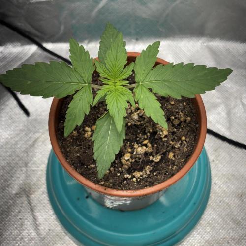 #18 - [Auto] F1 Hyperion - RQS. Week 2 - 07/05