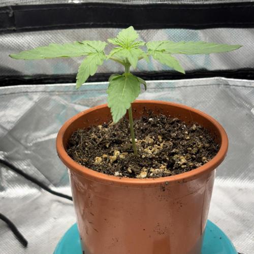 #18 - [Auto] F1 Hyperion - RQS. Week 2