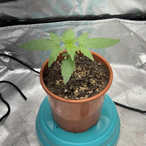 Hyperion F1. Week 2