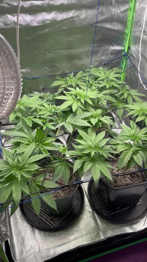 #17 Monster Bud Kush