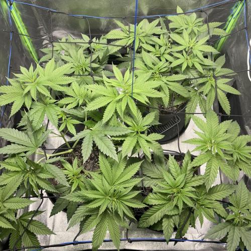 #17 Monster Bud Kush. Week 6 - 12/05