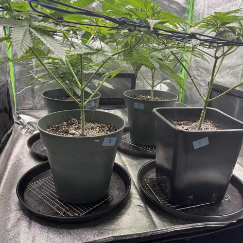 #17 Monster Bud Kush. Week 6 - 12/05