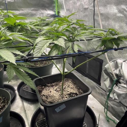 #17 Monster Bud Kush. Week 6 - N1