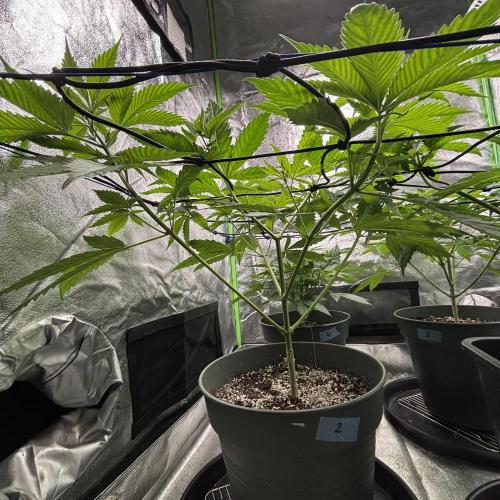 #17 Monster Bud Kush. Week 6 - N2