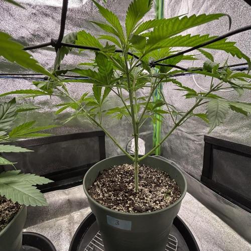 #17 Monster Bud Kush. Week 6 - N3