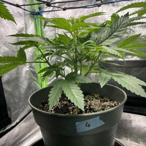 #17 Monster Bud Kush. Week 6 - N4