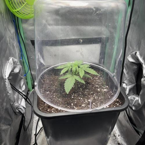 #18 - [Auto] F1 Hyperion - RQS. Week 2 - 12/05