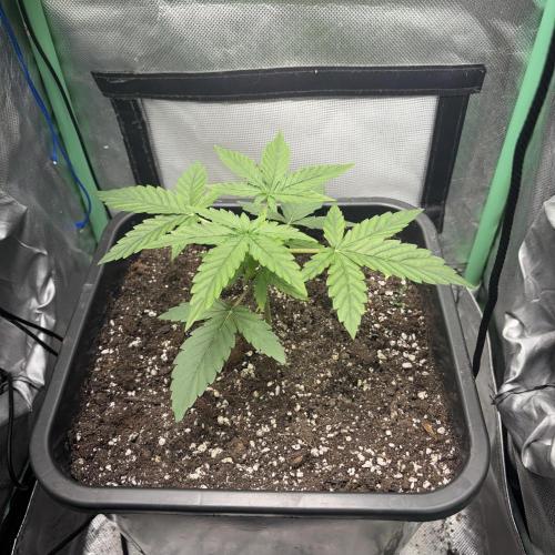 #18 - [Auto] F1 Hyperion - RQS. Week 3 - 16/05