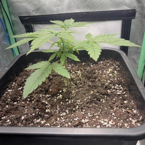 #18 - [Auto] F1 Hyperion - RQS. Week 3 - 16/05