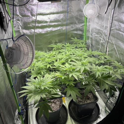 #17 Monster Bud Kush. Week 7