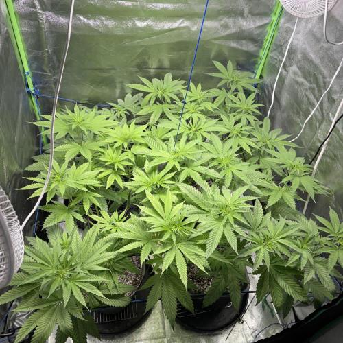 #17 Monster Bud Kush. Week 7