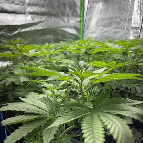 Monster Bud Kush. Week 7