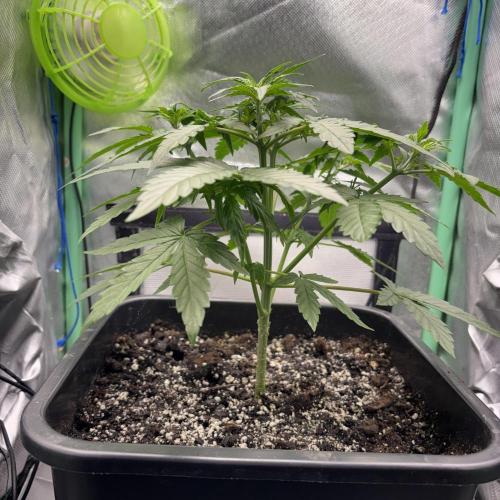 #18 - [Auto] F1 Hyperion - RQS. Week 4 - 24/05