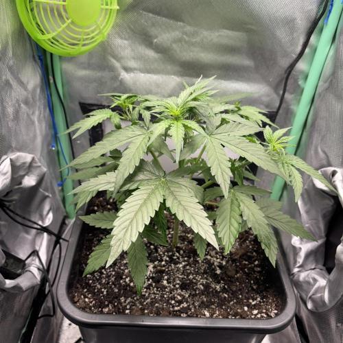 #18 - [Auto] F1 Hyperion - RQS. Week 4 - 24/05
