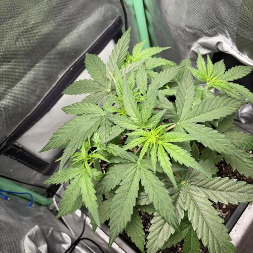 #18 - [Auto] F1 Hyperion - RQS. Week 4 - 24/05