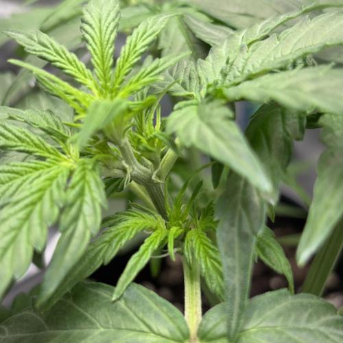 #18 - [Auto] F1 Hyperion - RQS. Week 4 - 24/05 already starting growing pistils.