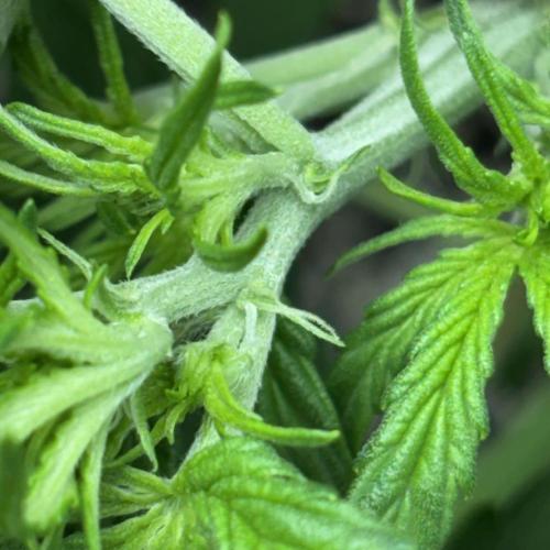 Hyperion F1. Week 4