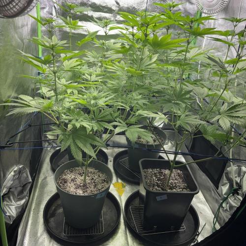 #17 Monster Bud Kush. Week 8 - 28/05