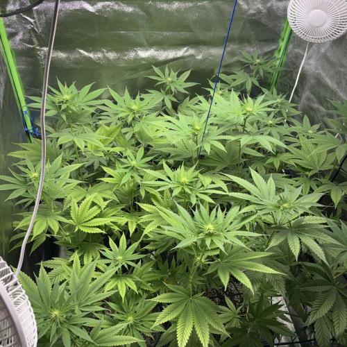 #17 Monster Bud Kush. Week 8 - 28/05