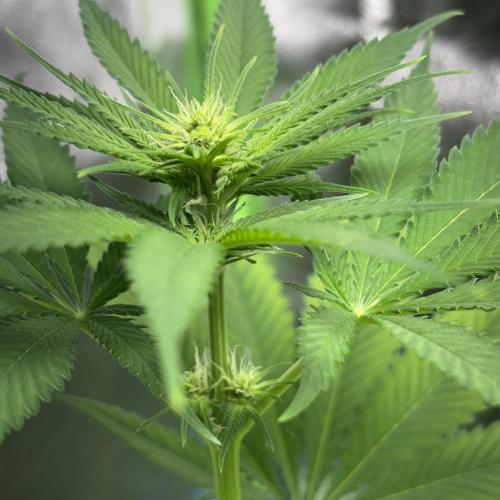 #17 Monster Bud Kush. Week 8 - 28/05