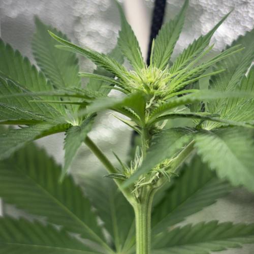 #17 Monster Bud Kush. Week 8 - 28/05