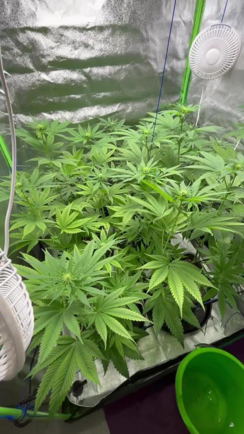 #17 Monster Bud Kush
