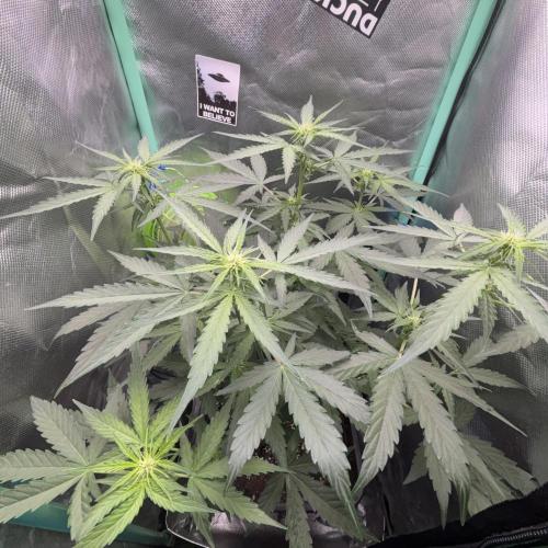 #18 - [Auto] F1 Hyperion - RQS. Week 5