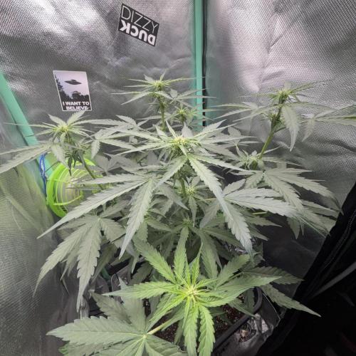 #18 - [Auto] F1 Hyperion - RQS. Week 5