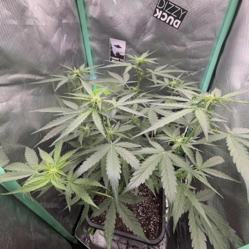 Hyperion F1. Week 5