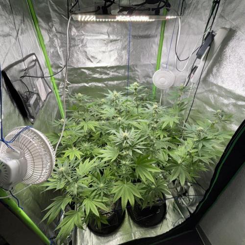 #17 Monster Bud Kush. Week 9 - 4/06