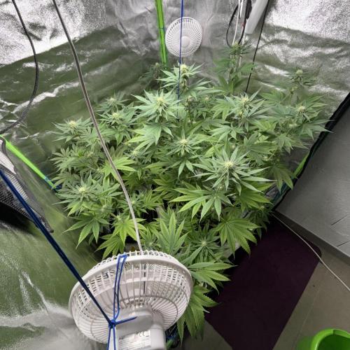 #17 Monster Bud Kush. Week 9 - 4/06