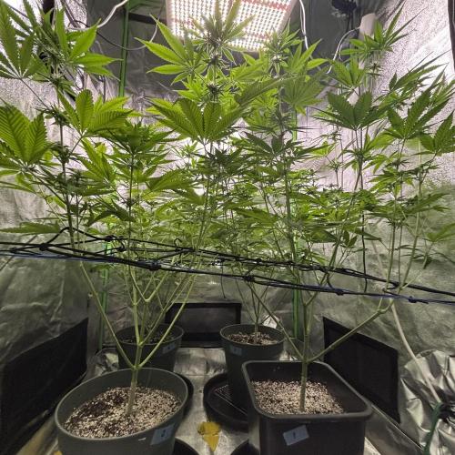#17 Monster Bud Kush. Week 9 - 4/06