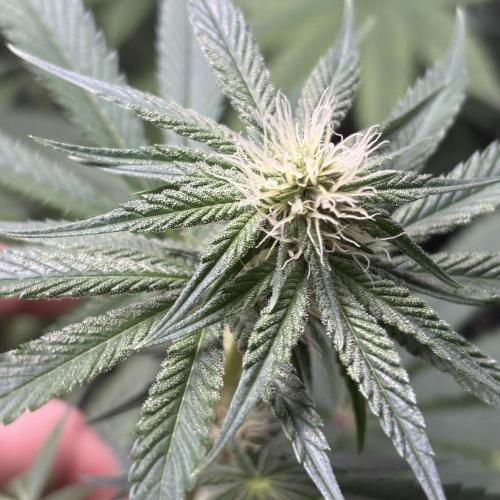 #17 Monster Bud Kush. Week 9 - 4/06 - N°1