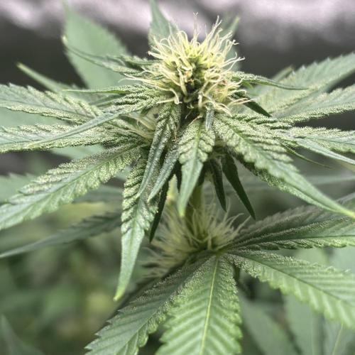 #17 Monster Bud Kush. Week 9 - 4/06 - N°1