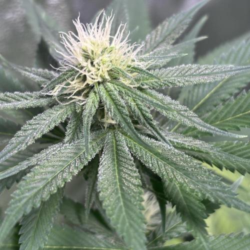 #17 Monster Bud Kush. Week 9 - 4/06 - N°2