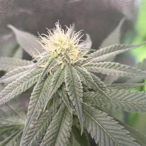 #17 Monster Bud Kush. Week 9 - 4/06 - N°2
