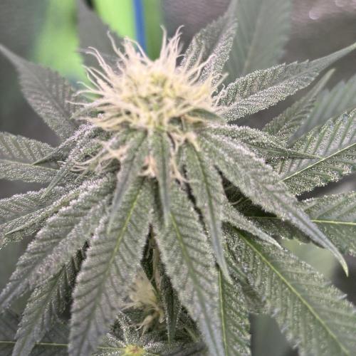 #17 Monster Bud Kush. Week 9 - 4/06 - N°3