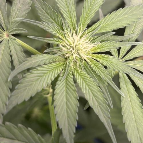 #17 Monster Bud Kush. Week 9 - 4/06 - N°4